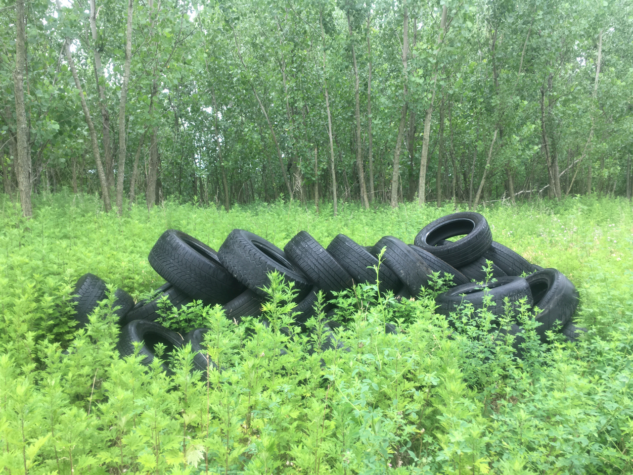 tires dumped in Eastwick woods