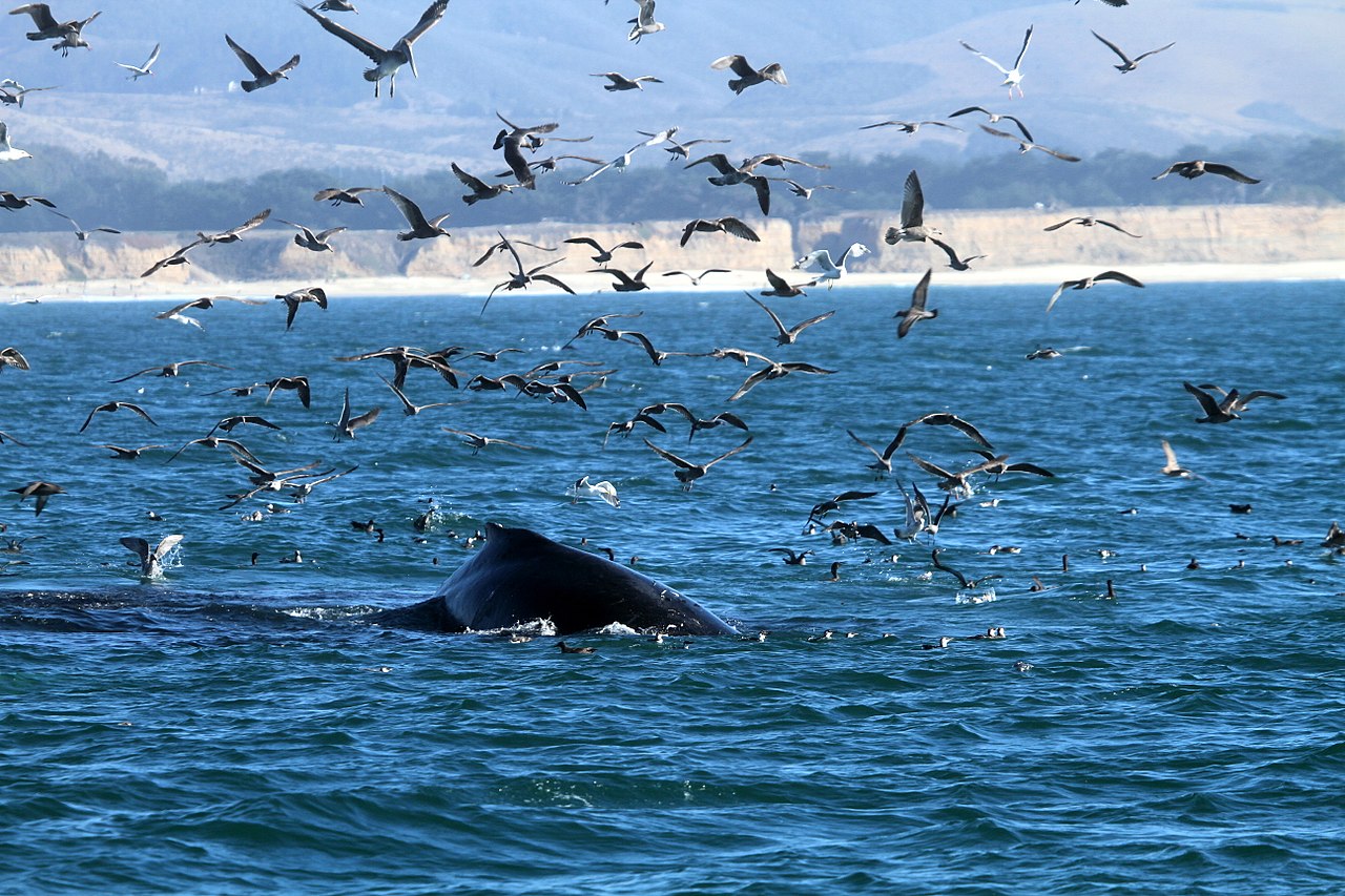 Humpback whale and seabirds near San Jose, California. Photo: Greg Schechter, CC BY 2.0. 