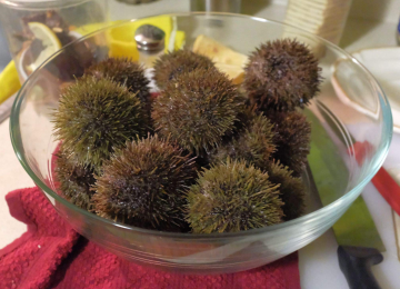 pile of urchins in a glass bowl